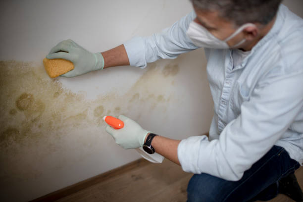 Best Mold Testing  in Pingree Grove, IL
