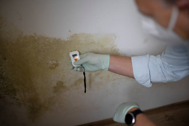 Best Crawl Space Mold Removal  in Pingree Grove, IL