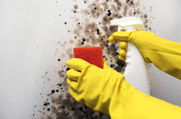 Best Certified Mold Removal  in Pingree Grove, IL