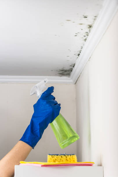 Best Mold Cleaning Services  in Pingree Grove, IL