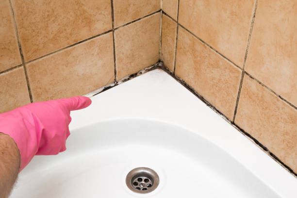 Best Best Mold Removal Companies  in Pingree Grove, IL