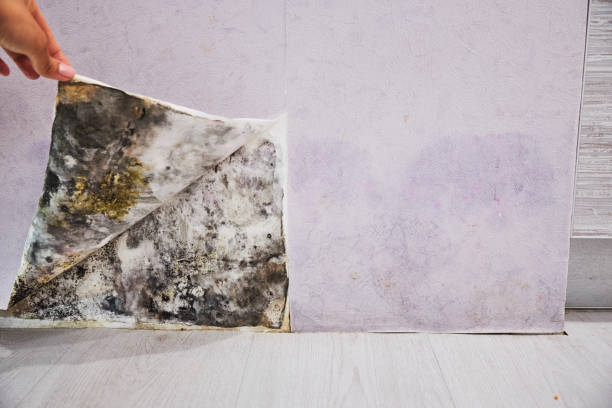 Best Emergency Mold Removal  in Pingree Grove, IL